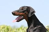 DOBERMANN 922